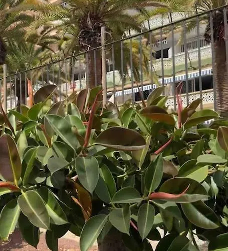 Appartement Soul Island Refuge Playa De Américas *